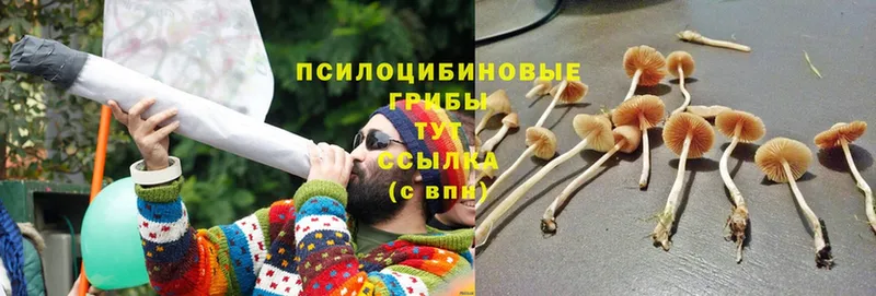 Галлюциногенные грибы Magic Shrooms  Тавда 